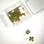Four-Leaf Clover Dried flowers