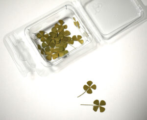 Four-Leaf Clover Dried flowers